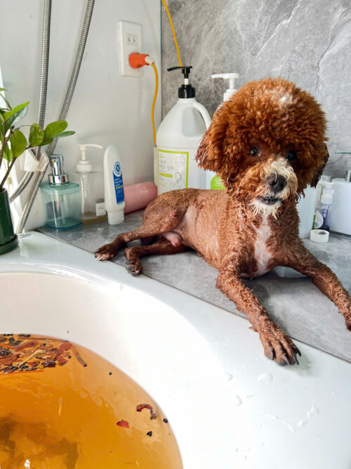 tri-lieu-thu-cung-vietnam petcenter 2